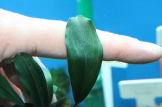 画像3: 【通販 水草】ブセファランドラ sp グリーンブロードリーフ(輸入品)【1ポット サンプル画像】（陰性水草)（生体）（熱帯魚） (3)