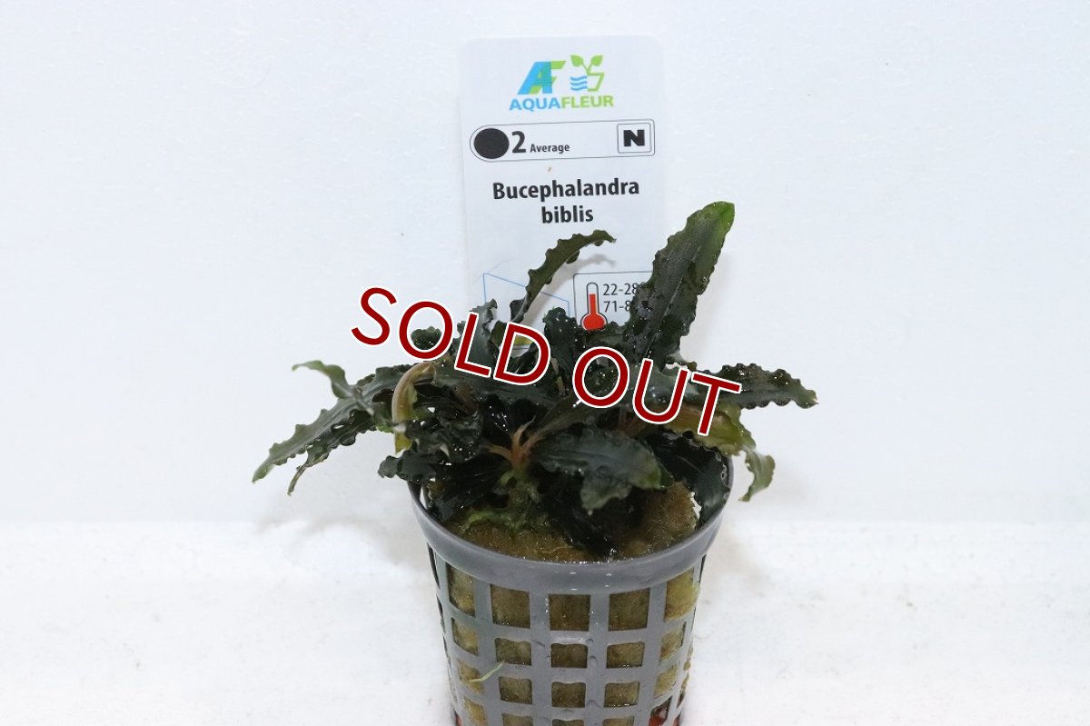 画像1: 【通販 水草】ブセファランドラ ビブリス(輸入品)【1ポット サンプル画像】（陰性水草)（生体）（熱帯魚） (1)