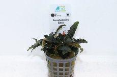 画像1: 【通販 水草】ブセファランドラ ビブリス(輸入品)【1ポット サンプル画像】（陰性水草)（生体）（熱帯魚） (1)