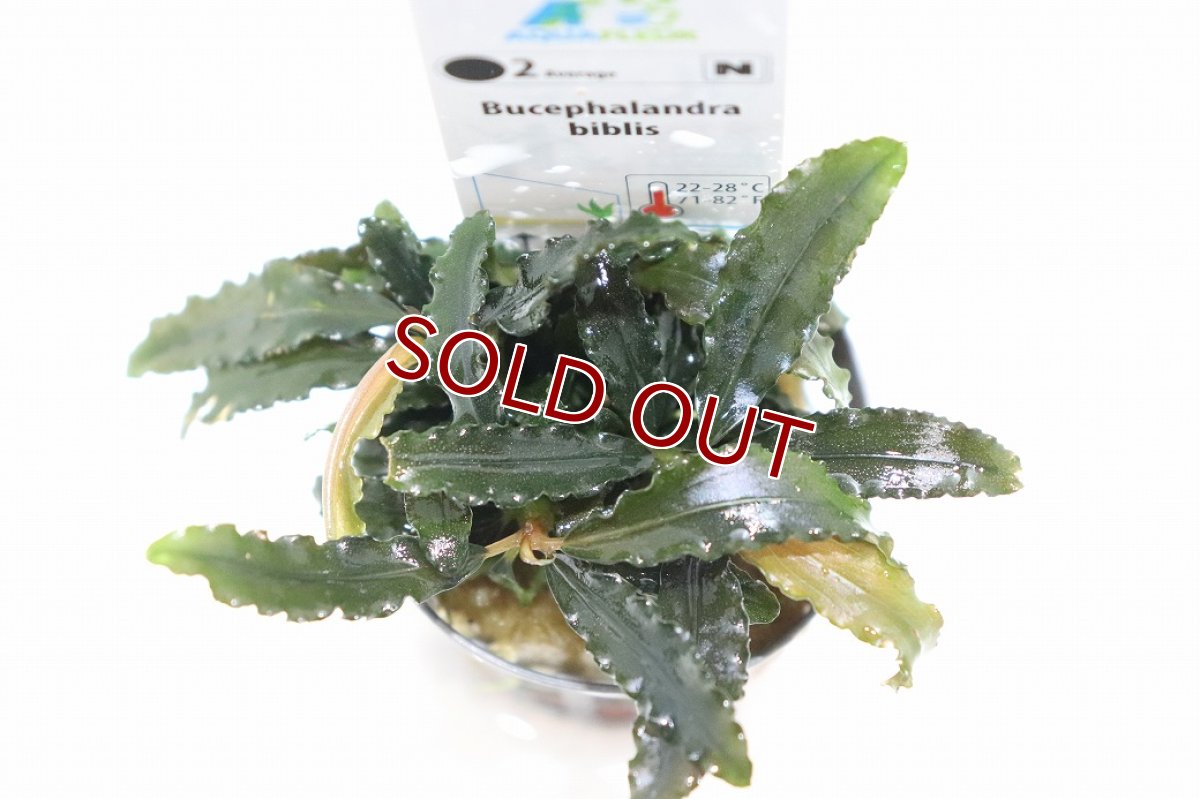 画像2: 【通販 水草】ブセファランドラ ビブリス(輸入品)【1ポット サンプル画像】（陰性水草)（生体）（熱帯魚） (2)