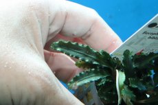 画像3: 【通販 水草】ブセファランドラ ビブリス(輸入品)【1ポット サンプル画像】（陰性水草)（生体）（熱帯魚） (3)