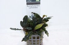 画像1: 【通販 水草】ブセファランドラ ラマンダウ(輸入品)【1ポット サンプル画像】（陰性水草)（生体）（熱帯魚） (1)