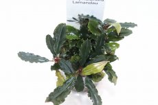 画像2: 【通販 水草】ブセファランドラ ラマンダウ(輸入品)【1ポット サンプル画像】（陰性水草)（生体）（熱帯魚） (2)