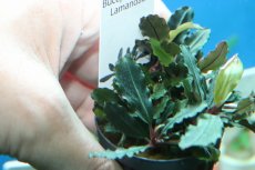 画像3: 【通販 水草】ブセファランドラ ラマンダウ(輸入品)【1ポット サンプル画像】（陰性水草)（生体）（熱帯魚） (3)