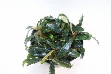 画像2: 【通販 水草】ブセファランドラ ダークベルベット(輸入品)【1ポット サンプル画像】（陰性水草)（生体）（熱帯魚） (2)