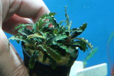 画像3: 【通販 水草】ブセファランドラ ダークベルベット(輸入品)【1ポット サンプル画像】（陰性水草)（生体）（熱帯魚） (3)