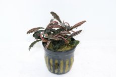 画像1: 【通販 水草】レア種 ブセファランドラ ゴジラ(輸入品)【1ポット サンプル画像】（陰性水草)（生体）（熱帯魚） (1)