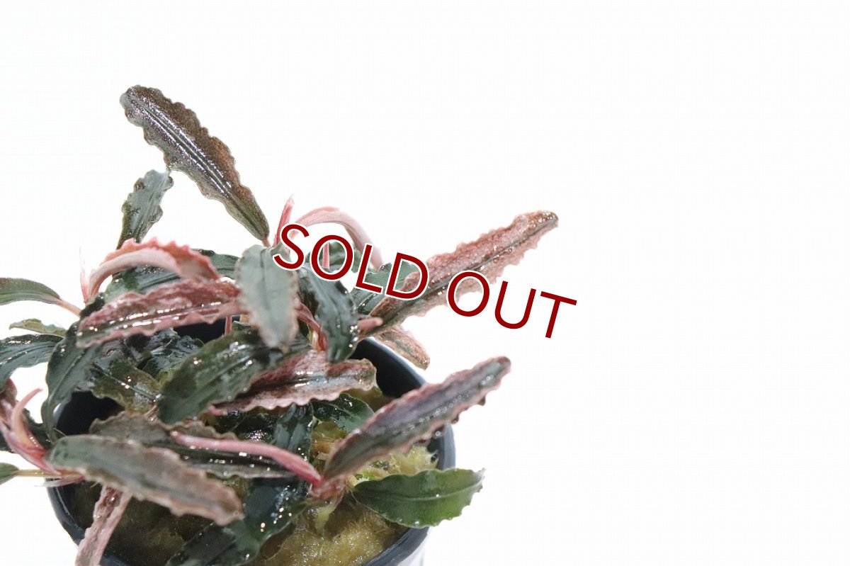 画像2: 【通販 水草】レア種 ブセファランドラ ゴジラ(輸入品)【1ポット サンプル画像】（陰性水草)（生体）（熱帯魚） (2)