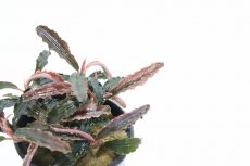 画像2: 【通販 水草】レア種 ブセファランドラ ゴジラ(輸入品)【1ポット サンプル画像】（陰性水草)（生体）（熱帯魚） (2)