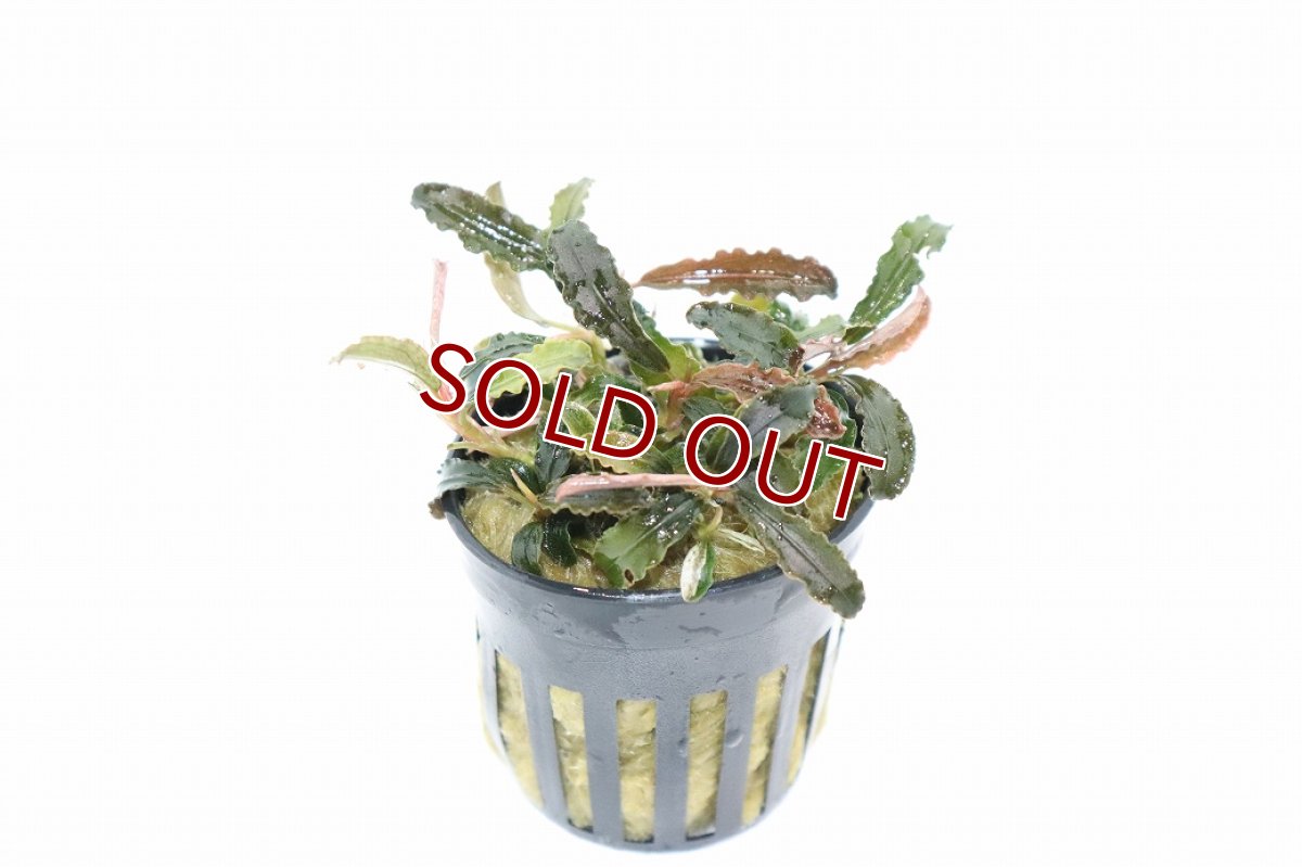 画像4: 【通販 水草】レア種 ブセファランドラ ゴジラ(輸入品)【1ポット サンプル画像】（陰性水草)（生体）（熱帯魚） (4)