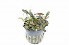 画像4: 【通販 水草】レア種 ブセファランドラ ゴジラ(輸入品)【1ポット サンプル画像】（陰性水草)（生体）（熱帯魚） (4)