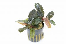 画像1: 【通販 水草】ブセファランドラ パープルウェーブ(輸入品)【1ポット サンプル画像】（陰性水草)（生体）（熱帯魚） (1)