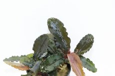 画像2: 【通販 水草】ブセファランドラ パープルウェーブ(輸入品)【1ポット サンプル画像】（陰性水草)（生体）（熱帯魚） (2)