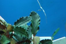 画像3: 【通販 水草】ブセファランドラ パープルウェーブ(輸入品)【1ポット サンプル画像】（陰性水草)（生体）（熱帯魚） (3)