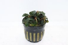 画像1: 【通販 水草】ブセファランドラ クダガン ミニラウンド(輸入品)【1ポット サンプル画像】（陰性水草)（生体）（熱帯魚） (1)