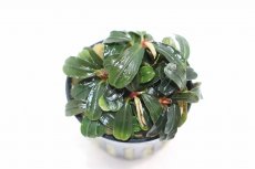 画像2: 【通販 水草】ブセファランドラ クダガン ミニラウンド(輸入品)【1ポット サンプル画像】（陰性水草)（生体）（熱帯魚） (2)