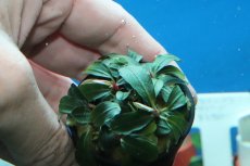 画像3: 【通販 水草】ブセファランドラ クダガン ミニラウンド(輸入品)【1ポット サンプル画像】（陰性水草)（生体）（熱帯魚） (3)