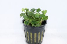 画像1: 【決算セール クーポンご利用で更に10％OFF対象商品】【通販 水草】ブセファランドラ sp ムラウィ(輸入品)【1ポット サンプル画像】（陰性水草)（生体）（熱帯魚） (1)