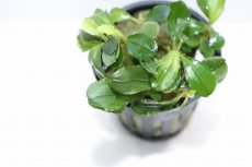 画像2: 【決算セール クーポンご利用で更に10％OFF対象商品】【通販 水草】ブセファランドラ sp ムラウィ(輸入品)【1ポット サンプル画像】（陰性水草)（生体）（熱帯魚） (2)