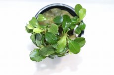 画像3: 【決算セール クーポンご利用で更に10％OFF対象商品】【通販 水草】ブセファランドラ sp ムラウィ(輸入品)【1ポット サンプル画像】（陰性水草)（生体）（熱帯魚） (3)