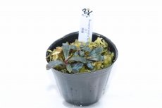 画像1: 【決算セール クーポンご利用で更に10％OFF対象商品】【通販 水草】レア種 ブセファランドラ sp S11【1ポット サンプル画像】（陰性水草)（生体）（熱帯魚） (1)
