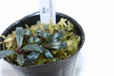 画像3: 【決算セール クーポンご利用で更に10％OFF対象商品】【通販 水草】レア種 ブセファランドラ sp S11【1ポット サンプル画像】（陰性水草)（生体）（熱帯魚） (3)