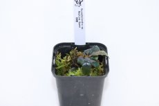 画像1: 【決算セール クーポンご利用で更に10％OFF対象商品】【通販 水草】レア種 ブセファランドラ sp ネプチューンアッパー【1ポット サンプル画像】（陰性水草)（生体）（熱帯魚） (1)