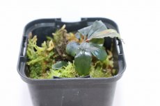 画像2: 【決算セール クーポンご利用で更に10％OFF対象商品】【通販 水草】レア種 ブセファランドラ sp ネプチューンアッパー【1ポット サンプル画像】（陰性水草)（生体）（熱帯魚） (2)