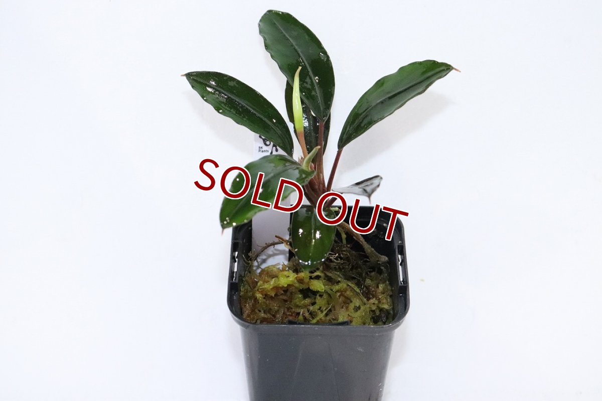 画像1: 【通販 水草】レア種 ブセファランドラ sp グレーライン【1ポット サンプル画像】（陰性水草)（生体）（熱帯魚） (1)