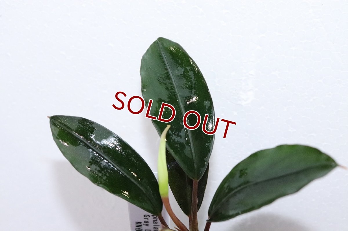 画像2: 【通販 水草】レア種 ブセファランドラ sp グレーライン【1ポット サンプル画像】（陰性水草)（生体）（熱帯魚） (2)