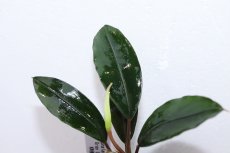 画像2: 【決算セール クーポンご利用で更に10％OFF対象商品】【通販 水草】レア種 ブセファランドラ sp グレーライン【1ポット サンプル画像】（陰性水草)（生体）（熱帯魚） (2)