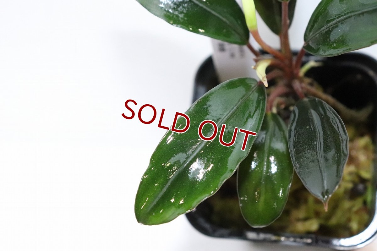 画像3: 【通販 水草】レア種 ブセファランドラ sp グレーライン【1ポット サンプル画像】（陰性水草)（生体）（熱帯魚） (3)