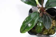 画像3: 【決算セール クーポンご利用で更に10％OFF対象商品】【通販 水草】レア種 ブセファランドラ sp グレーライン【1ポット サンプル画像】（陰性水草)（生体）（熱帯魚） (3)