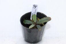 画像1: 【決算セール クーポンご利用で更に10％OFF対象商品】【通販 水草】レア種 ブセファランドラ sp トリカラー【1ポット サンプル画像】（陰性水草)（生体）（熱帯魚） (1)