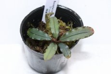 画像3: 【決算セール クーポンご利用で更に10％OFF対象商品】【通販 水草】レア種 ブセファランドラ sp トリカラー【1ポット サンプル画像】（陰性水草)（生体）（熱帯魚） (3)