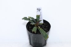 画像1: 【決算セール クーポンご利用で更に10％OFF対象商品】【通販 水草】レア種 ブセファランドラ sp ロングステム【1ポット サンプル画像】（陰性水草)（生体）（熱帯魚） (1)