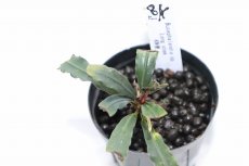 画像2: 【決算セール クーポンご利用で更に10％OFF対象商品】【通販 水草】レア種 ブセファランドラ sp ロングステム【1ポット サンプル画像】（陰性水草)（生体）（熱帯魚） (2)