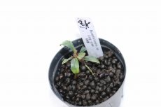 画像3: 【決算セール クーポンご利用で更に10％OFF対象商品】【通販 水草】レア種 ブセファランドラ sp ロングステム【1ポット サンプル画像】（陰性水草)（生体）（熱帯魚） (3)