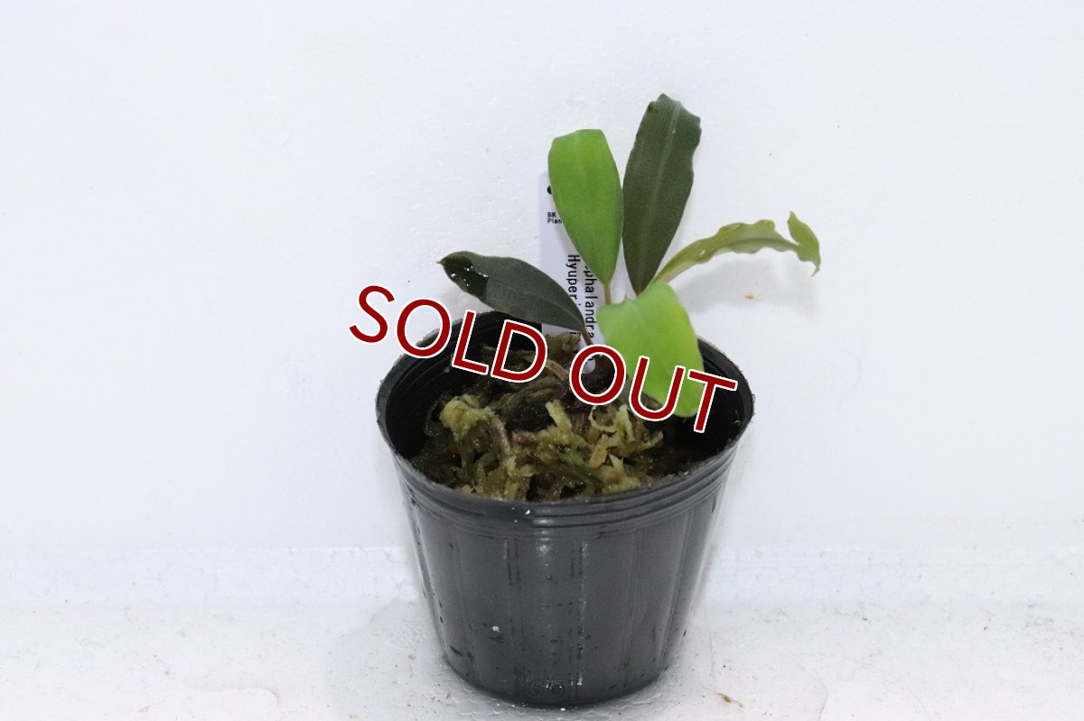 画像1: 【決算セール クーポンご利用で更に10％OFF対象商品】【通販 水草】レア種 ブセファランドラ sp ピュペリオンレッド【1ポット サンプル画像】（陰性水草)（生体）（熱帯魚） (1)