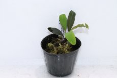 画像1: 【決算セール クーポンご利用で更に10％OFF対象商品】【通販 水草】レア種 ブセファランドラ sp ピュペリオンレッド【1ポット サンプル画像】（陰性水草)（生体）（熱帯魚） (1)