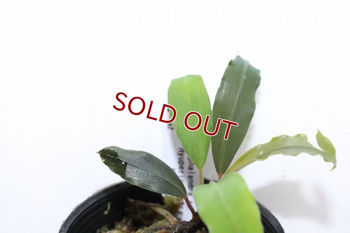 画像2: 【決算セール クーポンご利用で更に10％OFF対象商品】【通販 水草】レア種 ブセファランドラ sp ピュペリオンレッド【1ポット サンプル画像】（陰性水草)（生体）（熱帯魚） (2)