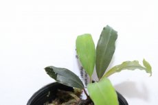 画像2: 【決算セール クーポンご利用で更に10％OFF対象商品】【通販 水草】レア種 ブセファランドラ sp ピュペリオンレッド【1ポット サンプル画像】（陰性水草)（生体）（熱帯魚） (2)