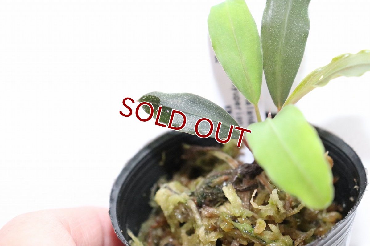 画像3: 【決算セール クーポンご利用で更に10％OFF対象商品】【通販 水草】レア種 ブセファランドラ sp ピュペリオンレッド【1ポット サンプル画像】（陰性水草)（生体）（熱帯魚） (3)