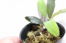 画像3: 【決算セール クーポンご利用で更に10％OFF対象商品】【通販 水草】レア種 ブセファランドラ sp ピュペリオンレッド【1ポット サンプル画像】（陰性水草)（生体）（熱帯魚） (3)