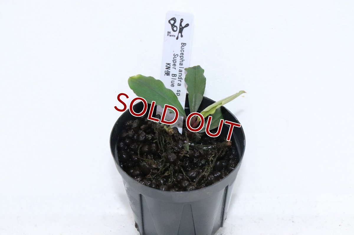 画像1: 【10%OFF対象商品30周年セール】【通販 水草】レア種 ブセファランドラ sp スーパーブルー【1ポット サンプル画像】（陰性水草)（生体）（熱帯魚） (1)