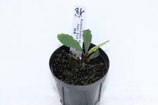 画像1: 【決算セール クーポンご利用で更に10％OFF対象商品】【通販 水草】レア種 ブセファランドラ sp スーパーブルー【1ポット サンプル画像】（陰性水草)（生体）（熱帯魚） (1)