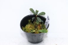 画像2: 【決算セール クーポンご利用で更に10％OFF対象商品】【通販 水草】レア種 ブセファランドラ sp スーパーブルー【1ポット サンプル画像】（陰性水草)（生体）（熱帯魚） (2)