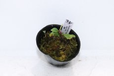 画像3: 【決算セール クーポンご利用で更に10％OFF対象商品】【通販 水草】レア種 ブセファランドラ sp スーパーブルー【1ポット サンプル画像】（陰性水草)（生体）（熱帯魚） (3)