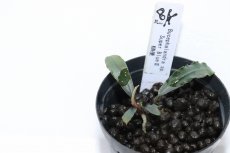 画像2: 【決算セール クーポンご利用で更に10％OFF対象商品】【通販 水草】レア種 ブセファランドラ sp スーパーブルー2【1ポット サンプル画像】（陰性水草)（生体）（熱帯魚） (2)