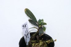 画像3: 【決算セール クーポンご利用で更に10％OFF対象商品】【通販 水草】レア種 ブセファランドラ sp スーパーブルー2【1ポット サンプル画像】（陰性水草)（生体）（熱帯魚） (3)